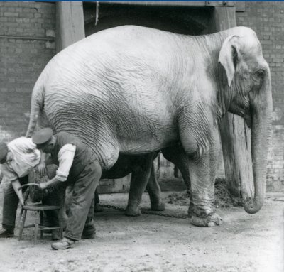 Volwassen vrouwelijke Indische olifant, Assam Lukhi, met verzorger Charles Eyles, krijgen hun voeten verzorgd in London Zoo, september 1923 door Frederick William Bond